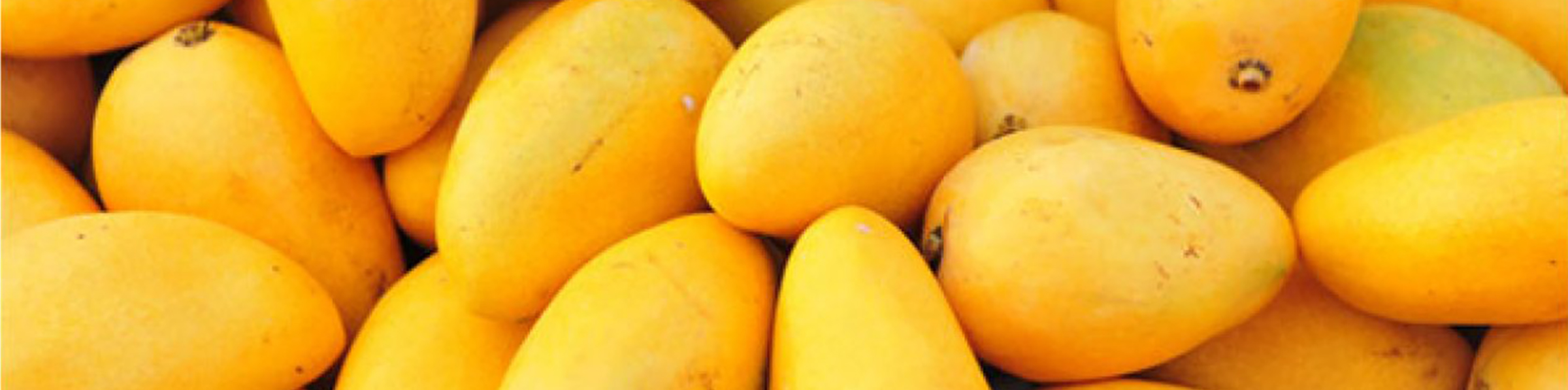 business plan for mango production