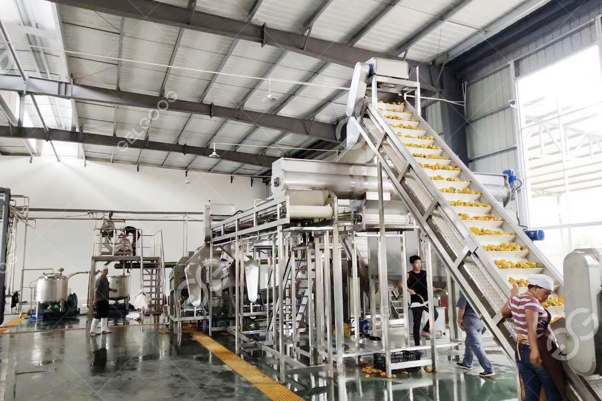 mango pulp processing plant