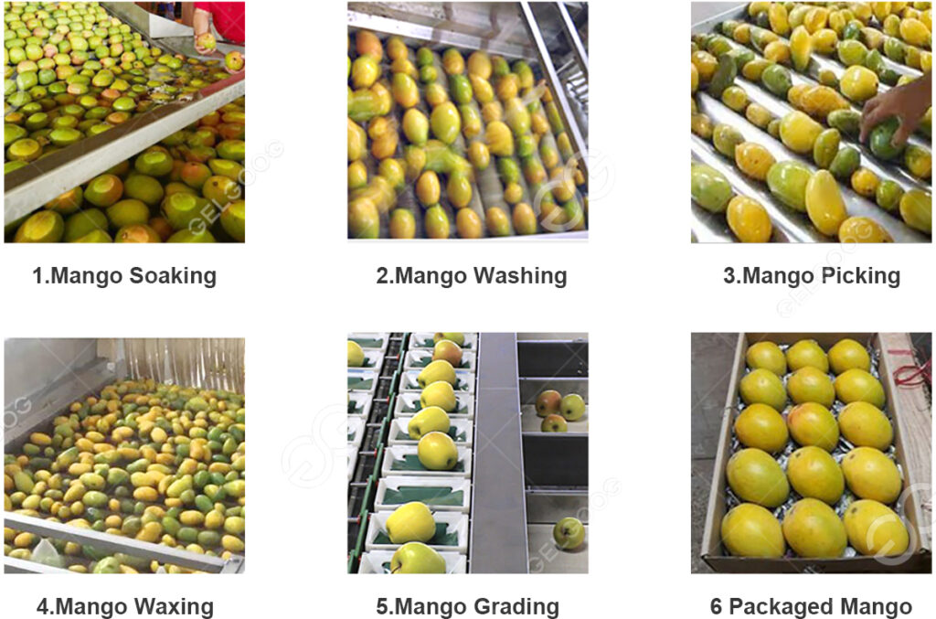 Fully Automatic Mango Fruits Washing And Waxing Line