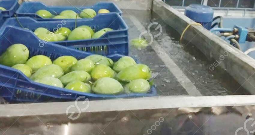 mango hot water treatment machine