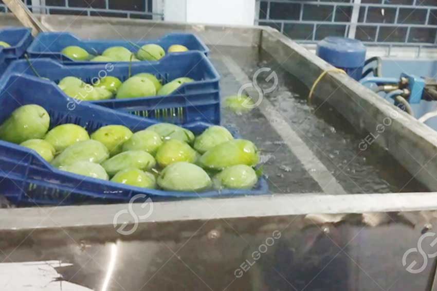 mango hot water treatment machine
