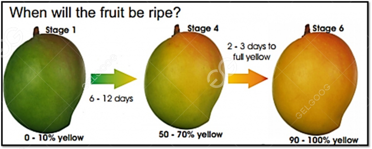 business plan for mango production