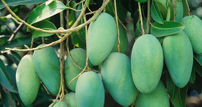 mango plant